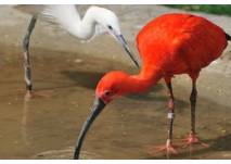 Der Aachener Tierpark