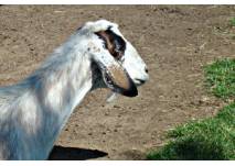 Tiergehege Anklam