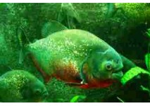 (c) Aquarium Erfurt