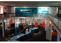 Einblick in die Sonderausstellung "Mensch, Fisch!"  im Landesmuseum Natur und Mensch in Oldenburg
