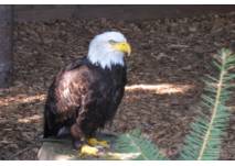 Weißkopf Seeadler Harzfalkenhof Bad Sachsa (c) alex grom
