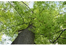 WaldWunderWelt" in Bad Griesbach, copyright: Diana WaldWunderWelt in Bad Griesbach