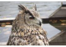 Falknerei im Wildpark Johannismühle