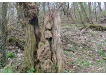 Erlebniswelt Naturstoff Holz  in Baruth