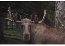 Elch - Bayerwald-Tierpark Lohberg (c) alex grom Elch - Bayerwald-Tierpark Lohberg (c) alex grom