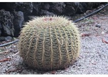 Botanischer Garten Berlin