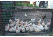 Familienfarm Lübars in Berlin