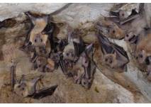Fledermauskeller Zitadelle Spandau Berlin, © Berliner Artenschutz Team -BAT- e.V. Fledermauskeller Zitadelle Spandau Berlin