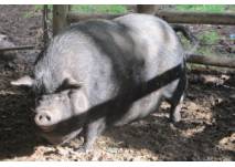Vietnamesisches Hängebauchschwein © Antje Griehl Jugendfarm Moritzhof in Berlin