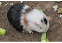Tiere erleben auf der Knirpsenfarm in Berlin