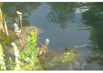 Naturlehrpfad am Teufelssee in Berlin (c) Antje Griel