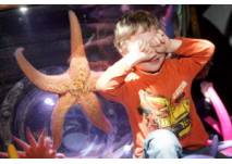 Die Bucht der Seesterne, © Sea Life Berlin "Die Bucht der Seesterne" im AquaDom & SeaLife Berlin
