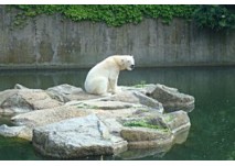 Rätselhafte Führung im Zoo Berlin