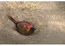 (c) Tierpark Birkenfeld Tierpark Birkenfeld