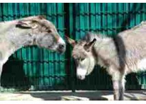 (c) Tierpark Bischofswerda