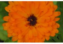 (c) alex grom Orangefarbene Blume - Calendula