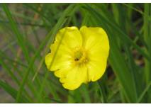 Gelbe Blume am Ufersaum des Flusses