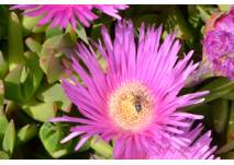 (c) alex grom Blume mit Biene