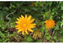 Blume (c) alex grom Gelbe Blume - Mittagsblume