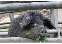 Tierpark Braunfels, (c) Adriana Tierpark Braunfels