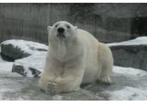 Eisbär (c) alex grom Eisbär im Schnee im Zoo