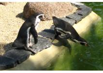 Pinguine im Zoo