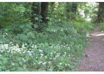 Waldweg im Frühling