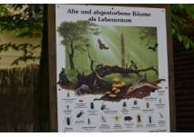 Infotafel zu Bäumen