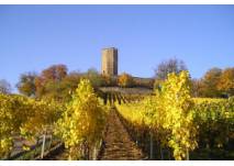 Burg Steinsberg (c) Stadt Sinsheim Blick auf die Burg Steinsberg und die Weinberge