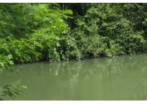 Wald und Wasser (c) alex grom Bäume am Wasser