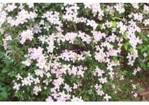 (c) alex grom Rosa Clematis