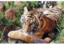 (c) Erlebnis- und Tigerpark in Dassow