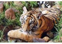 Erlebnis- und Tigerpark Dassow