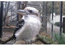 Vogelpark Kunschmann in Deschka
