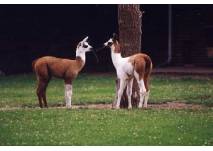Lamas im Tierpark Dessau (c) Tierpark Dessau