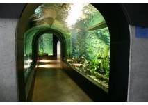 Donauaquarium (c) Tiergarten Ulm Friedrichsau Glasröhre Aquarium