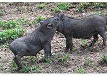 Wildpark Düsseldorf, copyright: Diana Wildpark im Grafenberger Wald im Düsseldorf