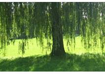 Stadtpark in Duisburg-Meiderich, copyright: Diana Stadtpark in Duisburg-Meiderich