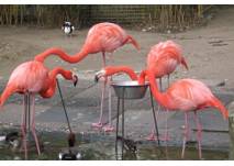 Zoo Duisburg, copyright: Diana Zoo Duisburg