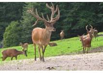 Wildpark Edersee, (c) Adriana Wildpark Edersee