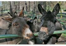 © Förderverein des Tiergeheges Ehst. e. V. Tiergehege Eisenhüttenstadt