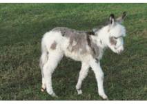 Junger Esel im Wildpark Allensbach