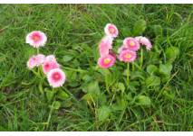 Bellis (c) alex grom Bellis im Horbachpark Ettlingen