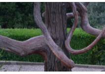 Exotischer Baum