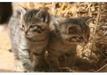 (c) Wildpark Alte Fasanerie