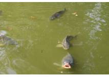 Fische im Wasser