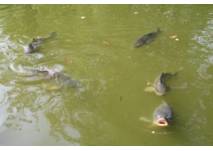 Fischlehrpfad in Waldkirch (c) alex grom
