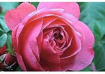 Rosenblüte © Antje Griehl Ostdeutscher Rosengarten Forst (Lausitz)