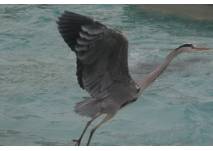 Fischreiher (c) alex grom Fischreiher im Anflug