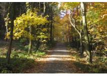 Herbstwald (c) alex grom Weg im Herbstwald